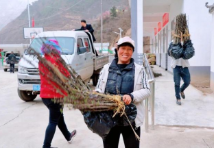 甘肅宋家山喜迎萬(wàn)株花椒苗 ()