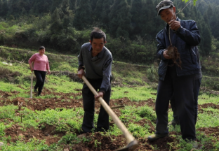 貴州烏江：因地制宜，發(fā)展花椒種植 ()