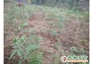 貴州德江：推廣花椒種植，助力農(nóng)民脫貧致富 ()