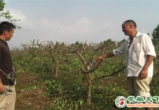 湖北回族鄉(xiāng)：傳授花椒樹(shù)管護(hù)技術(shù)  授人以漁 ()
