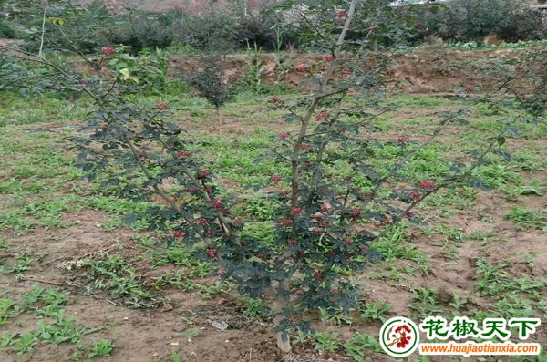 圖片2