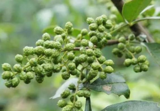 廣安青花椒 致富大產(chǎn)業(yè) ()