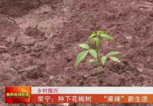 湖南常寧：花椒產(chǎn)業(yè)改變“紅色沙漠” ()