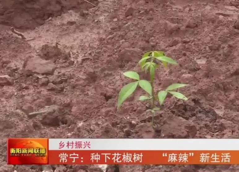 圖片1