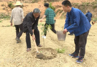 云南者兔：棵棵青花椒 托起鄉(xiāng)親致富夢(mèng) ()