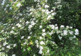 河南澠池：花椒產(chǎn)業(yè)富民增收 ()