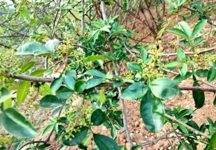 一顆小花椒 富民大產(chǎn)業(yè) ()