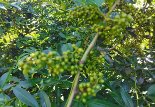 昆明烏東德：發(fā)展青花椒產(chǎn)業(yè) 促進(jìn)群眾增收 ()