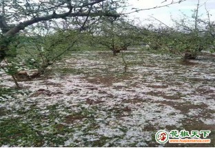 冰雹突襲天水，花椒受災嚴重 ()