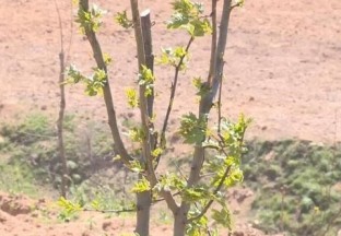 威海張家山：小小花椒苗  承載致富大希望 ()