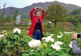 鳳縣鄧家臺：花椒地里套種牡丹  增加群眾收入 ()