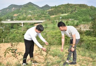 貴州報京：大力發(fā)展花椒種植  推進鄉(xiāng)村振興 ()