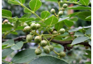 山下花椒山上茶葉  共同走出產(chǎn)業(yè)致富路 ()