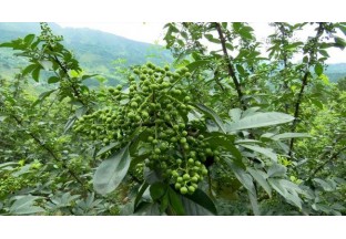 濰坊栗溝：創(chuàng)新花椒種植模式  擴(kuò)寬銷售渠道 ()