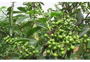 四川平昌：花椒樹下養(yǎng)番鴨  實(shí)現(xiàn)“雙贏雙收” ()