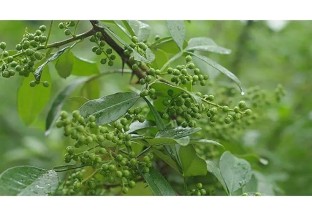 四川通江：“小花椒”撬動產(chǎn)業(yè)“大發(fā)展” ()