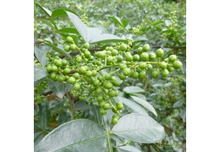 重慶江津：召開花椒質(zhì)量監(jiān)管宣傳動員會議 ()