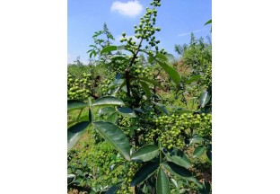 一級巡視員何兵赴隆昌芭蕉村調(diào)研產(chǎn)業(yè)發(fā)展工作 ()