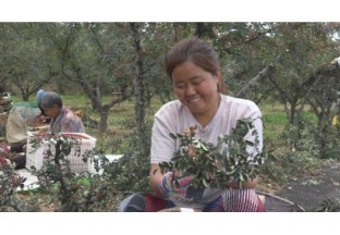 運城北坡：花椒產業(yè)成為致富增收的亮麗名片 ()