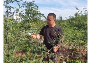 河南寶豐：4000畝花椒進入盛果期 ()