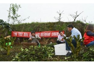 重慶廣譜：志愿者溫暖助力  助農采摘花椒 ()