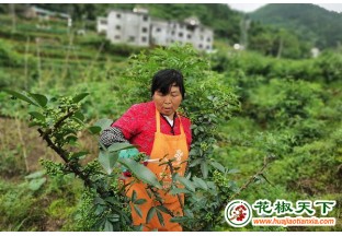 遵義新拱：花椒飄香兆豐年 ()