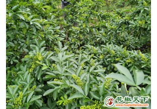 四川平昌：青花椒逐步出圈“走紅” ()