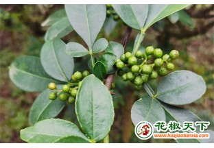 種上花椒樹，又增增收路 ()