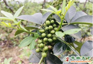 重慶云陽：小花椒調(diào)出幸福味 ()