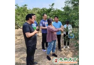 山西芮城：科技下鄉(xiāng)普知識  奠定花椒發(fā)展好基礎(chǔ) ()