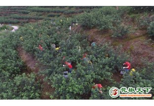南充高坪：從零星到連點成面 花椒聯(lián)結(jié)鄉(xiāng)村振興 ()