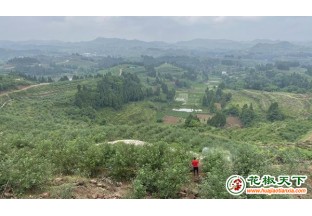 高坪：省研究院院長為百余花椒從業(yè)者進行培訓(xùn) ()