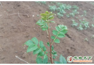 棗莊山亭：科技推動花椒產(chǎn)業(yè)發(fā)展 ()