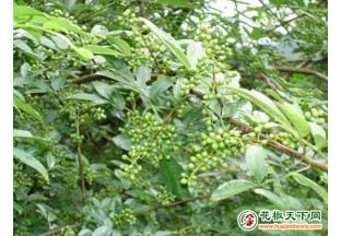 平昌德勝：文旅助力花椒產(chǎn)業(yè)  帶動一方經(jīng)濟 ()