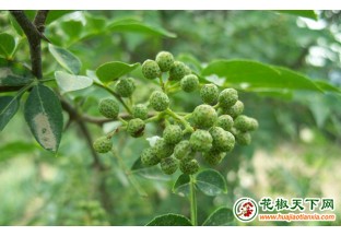 貴州德江：花椒產(chǎn)業(yè)由一產(chǎn)向二產(chǎn)轉(zhuǎn)型邁進 ()