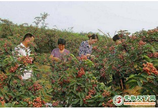 貴州高洛：3000畝花椒樹長勢喜人 ()