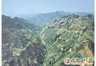 貴州德江：花椒產(chǎn)業(yè)改變“荒漠”村  還一個綠水青山 ()