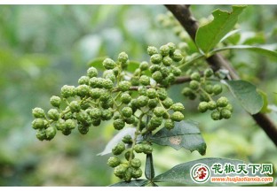 瀘州大渡口：花椒地里套種西瓜  雙渠道致富增收 ()