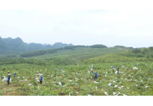 貴州惠水：田間地頭一派忙碌的花椒豐收景 ()