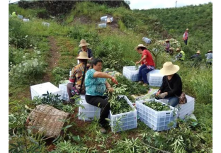 重慶石崗：花椒結碩果  村民笑開花 ()