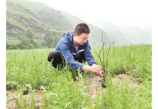 陽泉西潘：種植梅花椒  鋪就產業(yè)興旺路 ()
