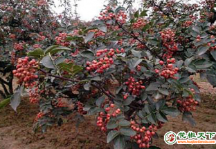 陜西韓城冰雹突至，花椒如何補救？ ()