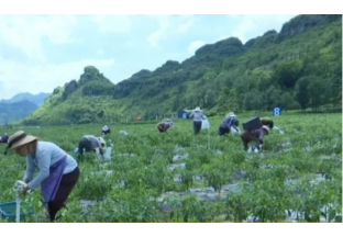 貴州新龍場鎮(zhèn)：發(fā)展蔬菜產業(yè) 振興鄉(xiāng)村經濟 ()