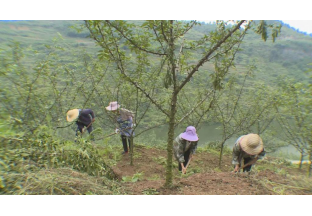 貴州龍河：花椒產業(yè)鏈  振興奠基礎 ()