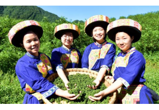 瀘州苗族鄉(xiāng)：載歌摘花椒 載舞把錢掙 ()