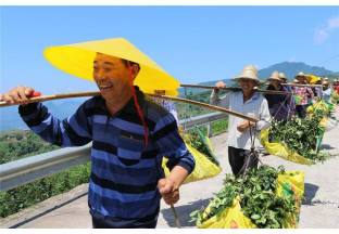 重慶石崗：棵棵花椒樹  鋪就小康路 ()