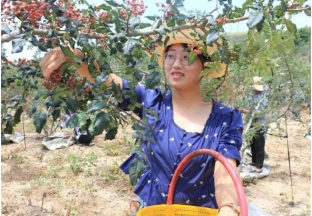 甘肅金集：花椒飄香  產(chǎn)業(yè)富民 ()