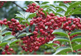 武都：花椒產(chǎn)業(yè)助推鄉(xiāng)村振興 ()