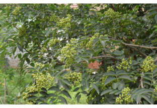 重慶吳灘：青花椒種植  科學(xué)來(lái)管護(hù) ()