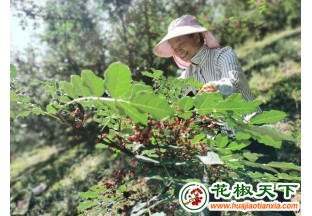 陜西鳳縣：花椒飄香 電商帶貨 ()